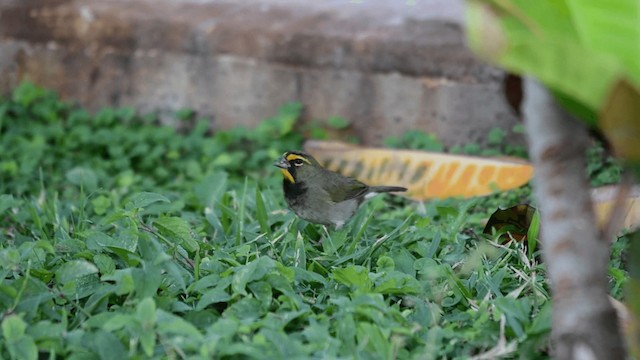 Yellow-faced Grassquit - ML201844841