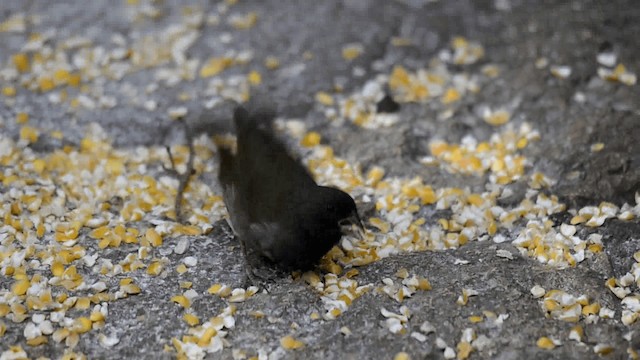 Black-faced Grassquit - ML201844851