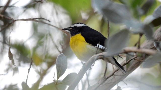 Bananaquit (Greater Antillean) - ML201844871