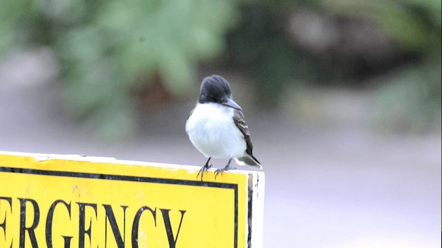 Loggerhead Kingbird (Loggerhead) - ML201844881