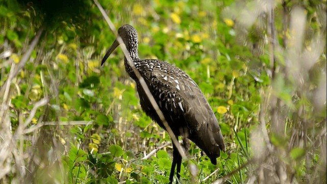 Limpkin (Speckled) - ML201844951