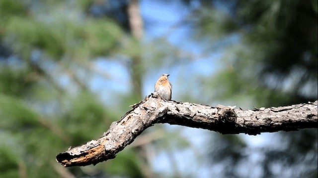 Eastern Bluebird - ML201844981