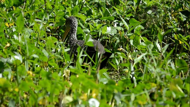 Limpkin (Speckled) - ML201844991