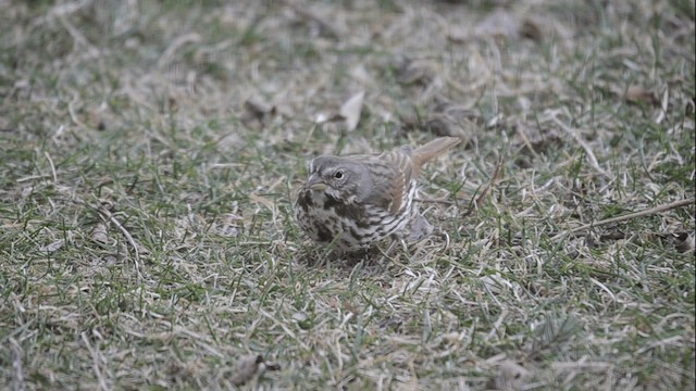 Fox Sparrow (Red) - ML201845001