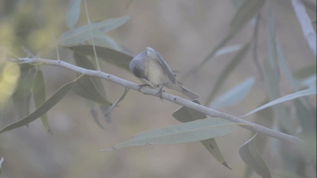 Rotbürzel-Waldsänger - ML201845011