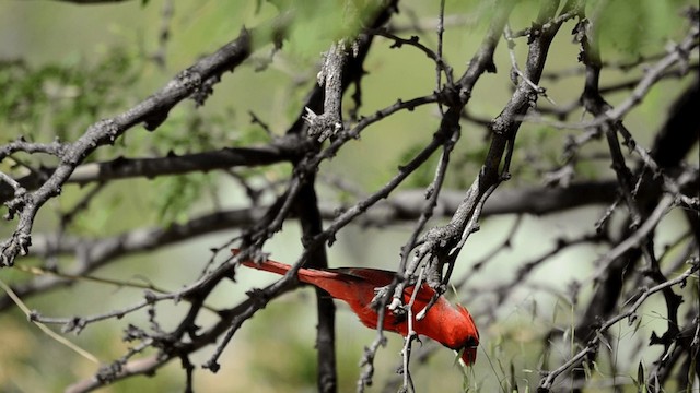 Northern Cardinal - ML201845021