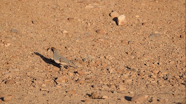 Gambel's Quail - ML201845051