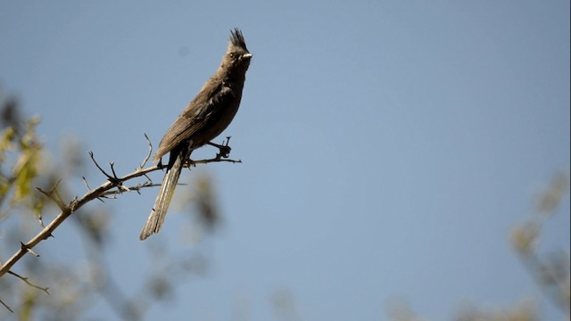 Phainopepla - ML201845071