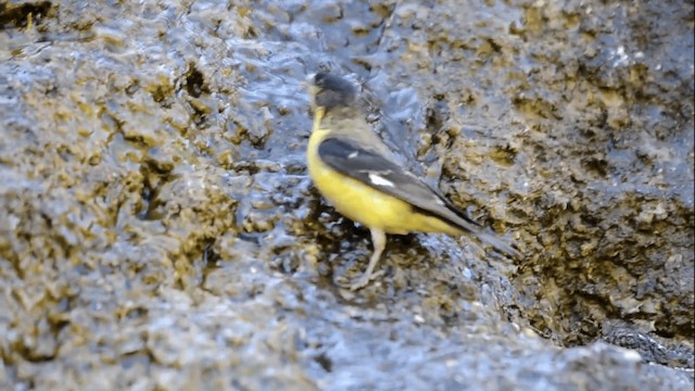 Lesser Goldfinch - ML201845091