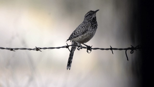 Cactus Wren - ML201845101