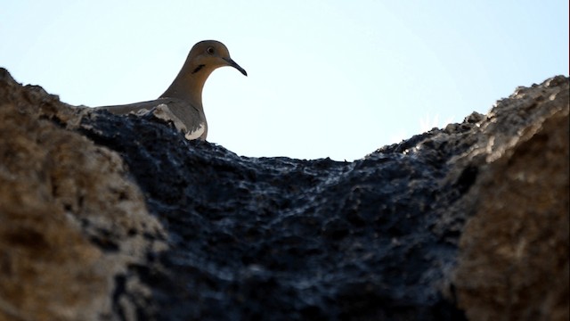 White-winged Dove - ML201845121