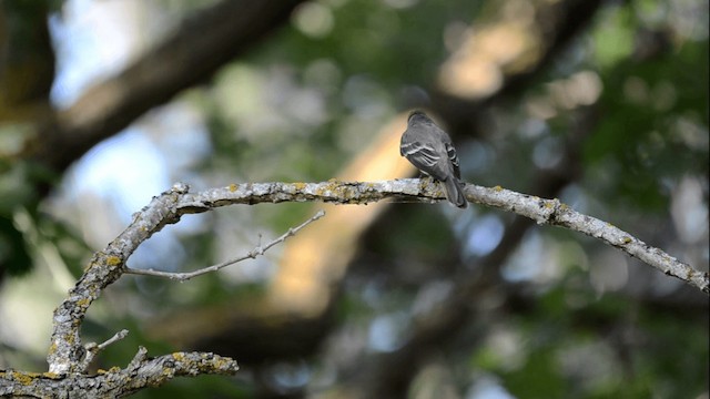 Eastern Wood-Pewee - ML201845191