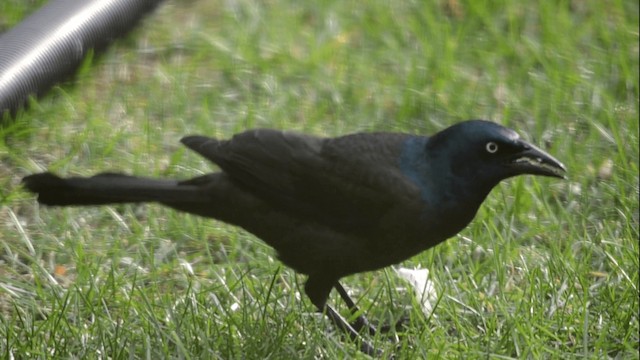 Common Grackle (Bronzed) - ML201845201