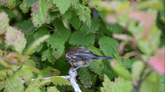 Mésange à dos marron - ML201845221