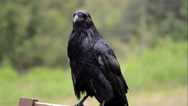 Common Raven - ML201845231