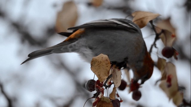 Pine Grosbeak - ML201845281