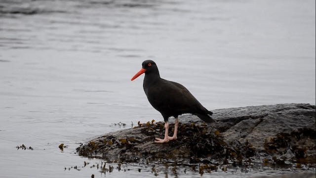 Black Oystercatcher - ML201845291