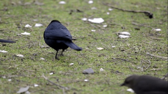 Brewer's Blackbird - ML201845331