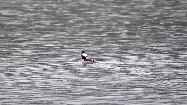 Hooded Merganser - ML201845361