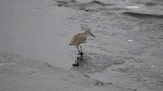 Dunlin - ML201845371