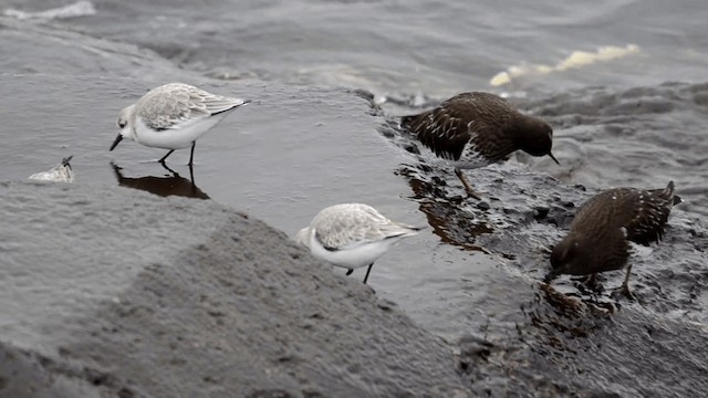 Black Turnstone - ML201845391