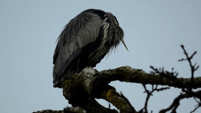 volavka velká [skupina herodias] - ML201845401