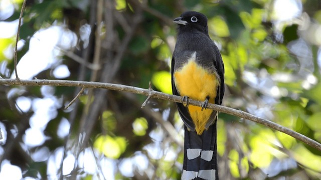 Trogon à tête noire - ML201845431