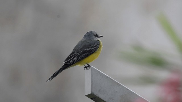 Tropical Kingbird - ML201845451