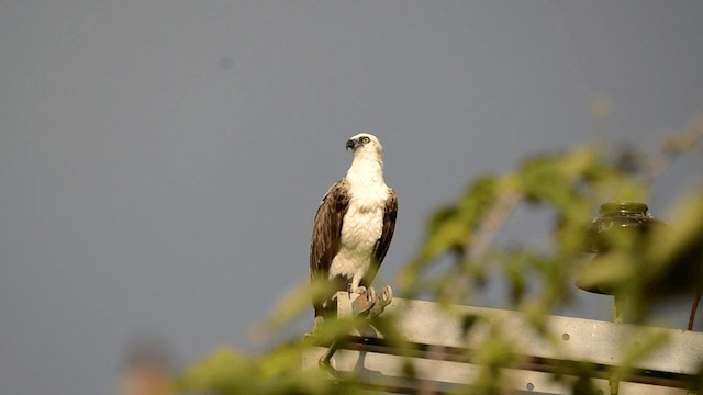 Osprey (carolinensis) - ML201845461