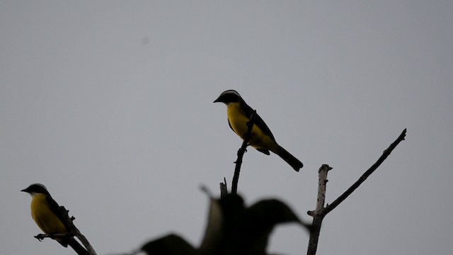 Social Flycatcher (Vermilion-crowned) - ML201845481