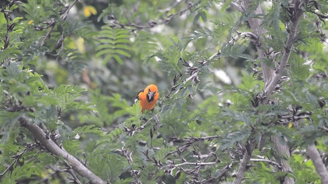 Oriole à gros bec - ML201845491