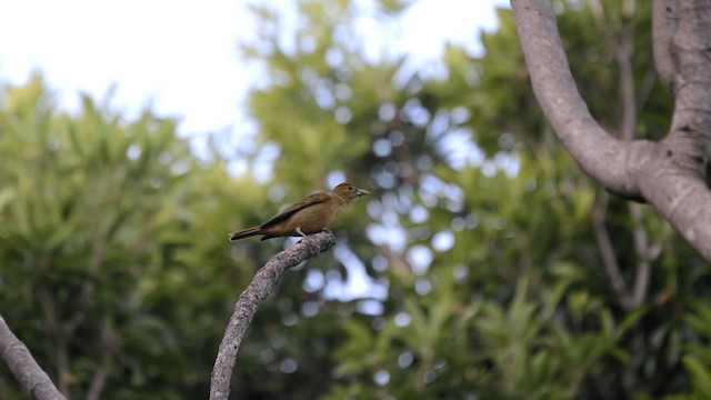 Summer Tanager - ML201845501