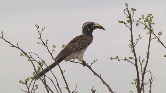 African Gray Hornbill - ML201846401