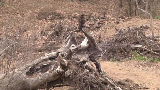 Wahlberg Küçük Kartalı - ML201846411