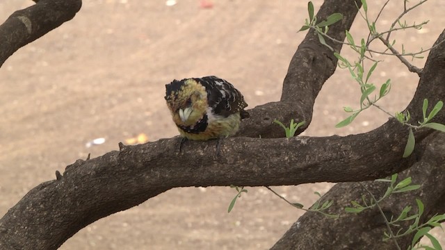 Crested Barbet - ML201846421