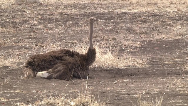 Common Ostrich - ML201846441