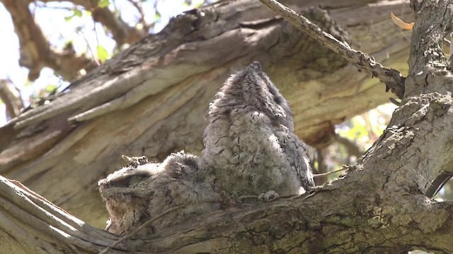 Tawny Frogmouth - ML201846451