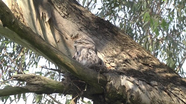 Tawny Frogmouth - ML201846471