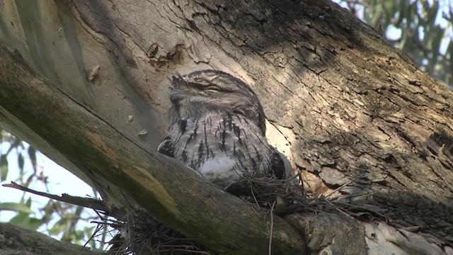 Tawny Frogmouth - ML201846481