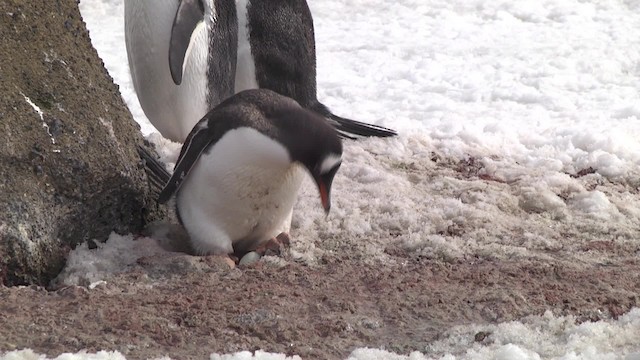 Gentoo Penguin - ML201846551