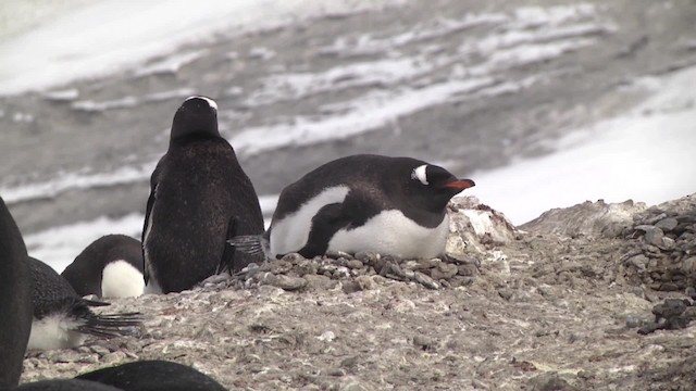 Gentoo Penguin - ML201846561