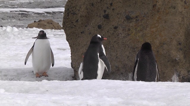 Gentoo Penguin - ML201846581