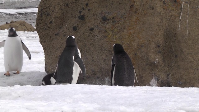 tučňák oslí - ML201846591