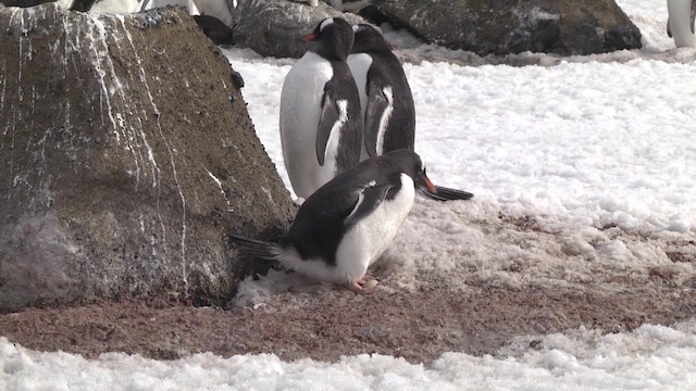 Ослиный пингвин - ML201846601