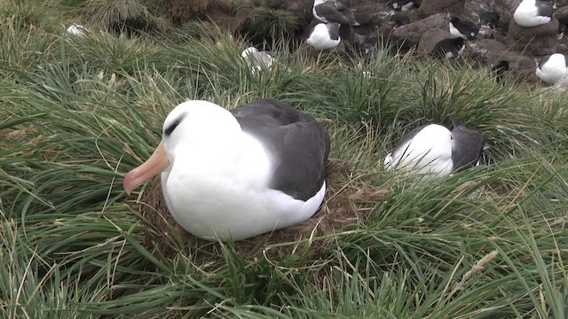 Albatros à sourcils noirs (melanophris) - ML201846611