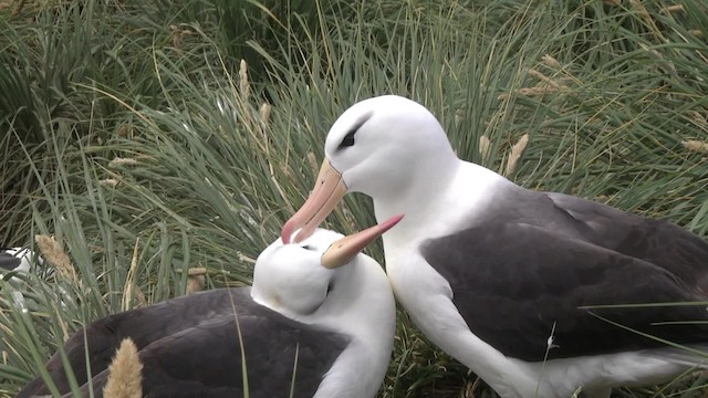 Schwarzbrauenalbatros (melanophris) - ML201846631