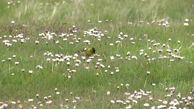 Black-chinned Siskin - ML201846641