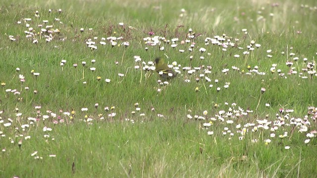 Black-chinned Siskin - ML201846651