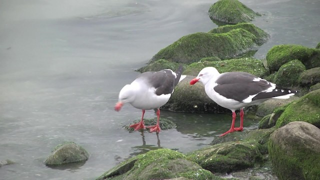 Dolphin Gull - ML201846671