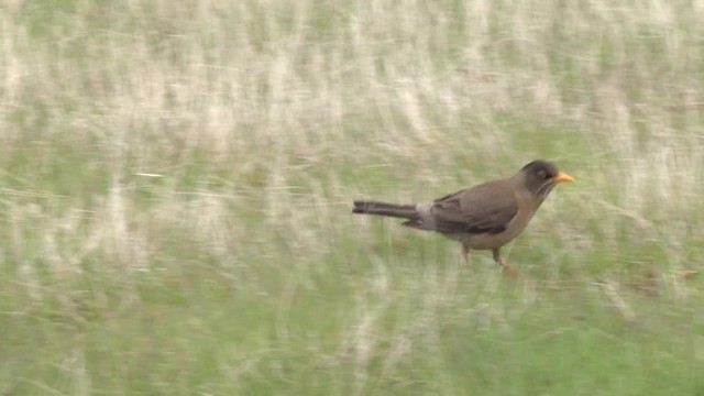 Austral Thrush (Falkland) - ML201846681